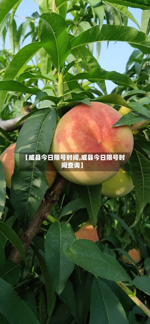 【威县今日限号时间,威县今日限号时间查询】-第3张图片