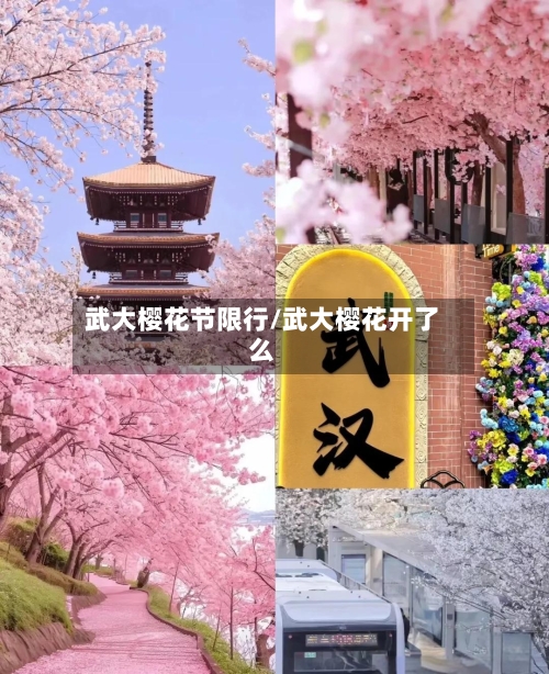 武大樱花节限行/武大樱花开了么