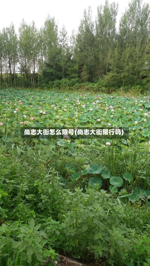 尚志大街怎么限号(尚志大街限行吗)-第2张图片
