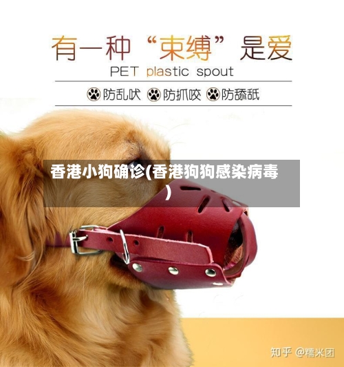 香港小狗确诊(香港狗狗感染病毒)