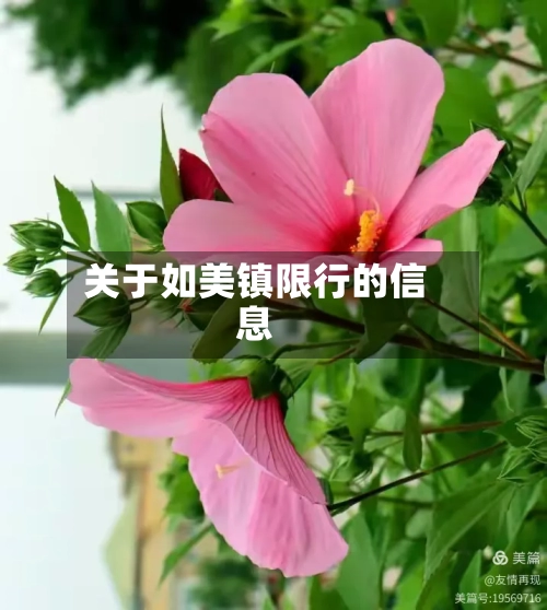 关于如美镇限行的信息-第2张图片