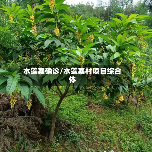 水莲寨确诊/水莲寨村项目综合体-第3张图片