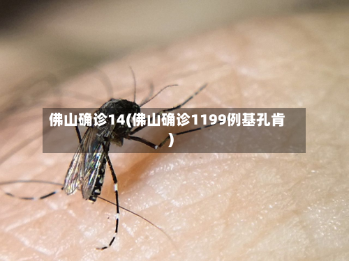 佛山确诊14(佛山确诊1199例基孔肯)-第2张图片