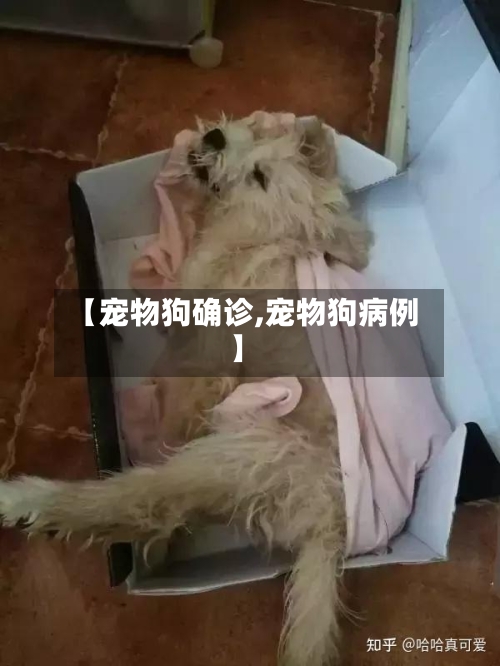 【宠物狗确诊,宠物狗病例】