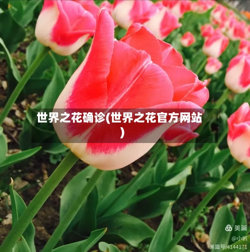 世界之花确诊(世界之花官方网站)-第3张图片