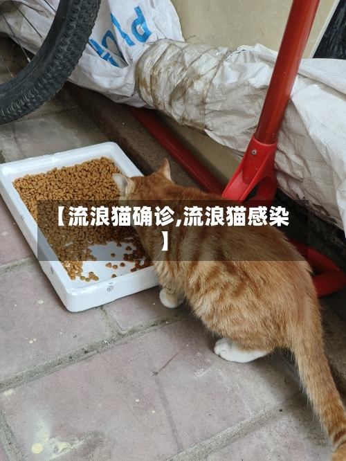 【流浪猫确诊,流浪猫感染】-第2张图片