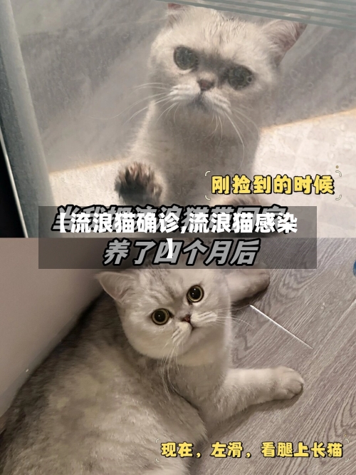 【流浪猫确诊,流浪猫感染】