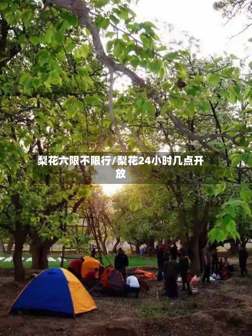 梨花六限不限行/梨花24小时几点开放-第2张图片
