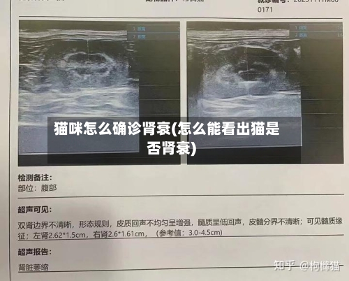 猫咪怎么确诊肾衰(怎么能看出猫是否肾衰)-第2张图片