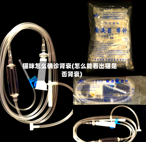 猫咪怎么确诊肾衰(怎么能看出猫是否肾衰)
