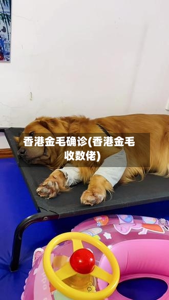 香港金毛确诊(香港金毛收数佬)