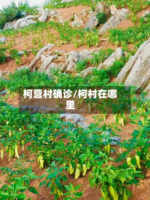 柯营村确诊/柯村在哪里
