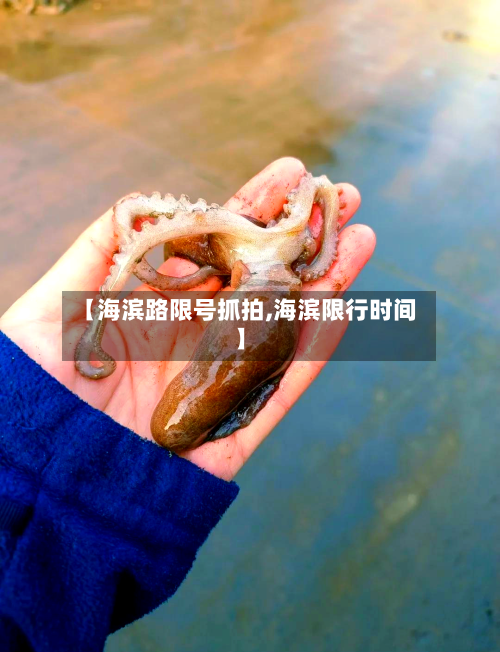 【海滨路限号抓拍,海滨限行时间】