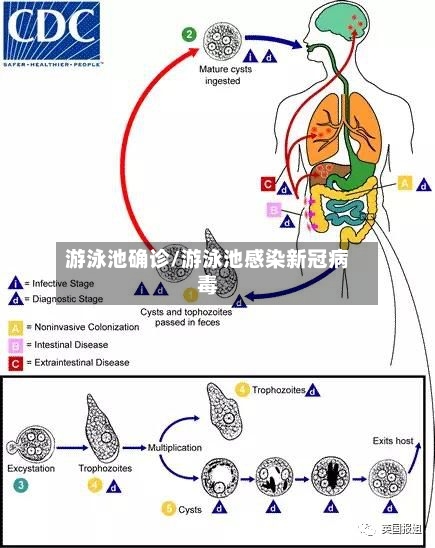 游泳池确诊/游泳池感染新冠病毒-第2张图片