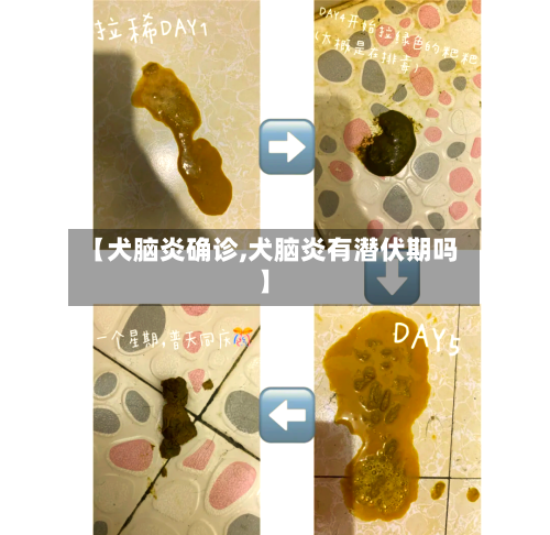 【犬脑炎确诊,犬脑炎有潜伏期吗】