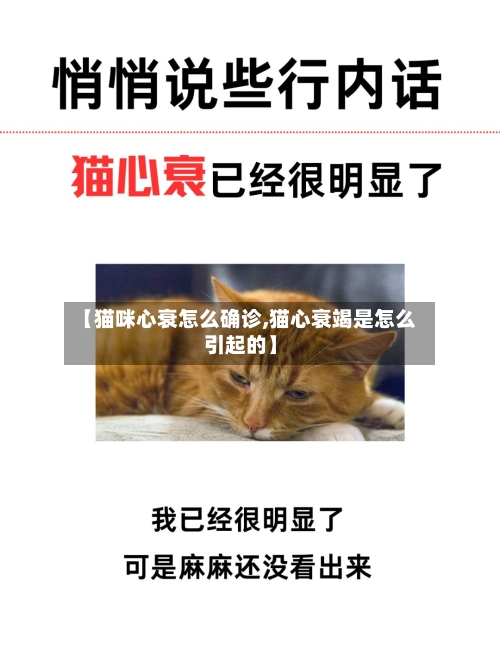 【猫咪心衰怎么确诊,猫心衰竭是怎么引起的】