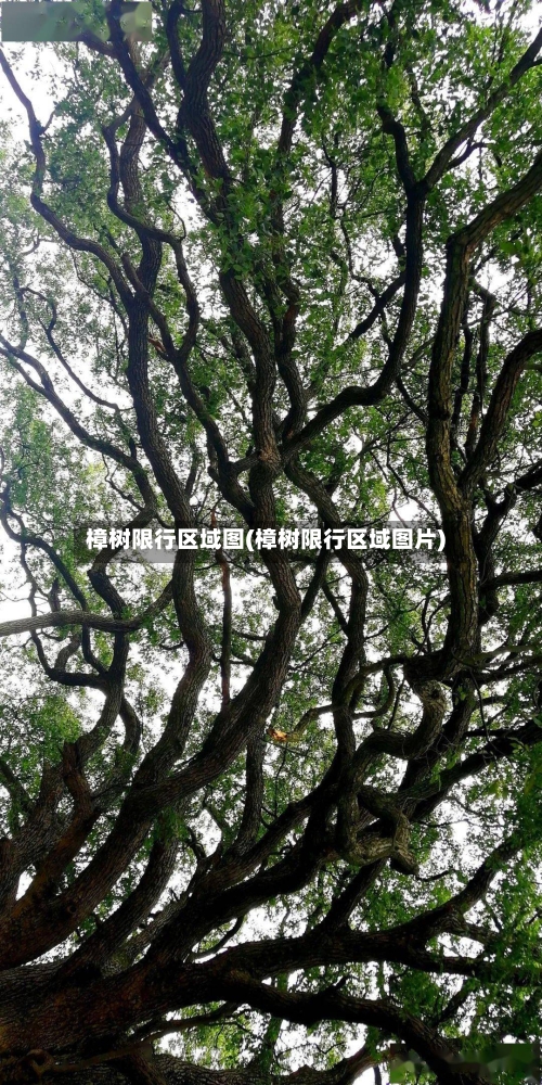 樟树限行区域图(樟树限行区域图片)-第2张图片