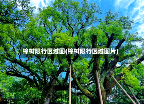 樟树限行区域图(樟树限行区域图片)
