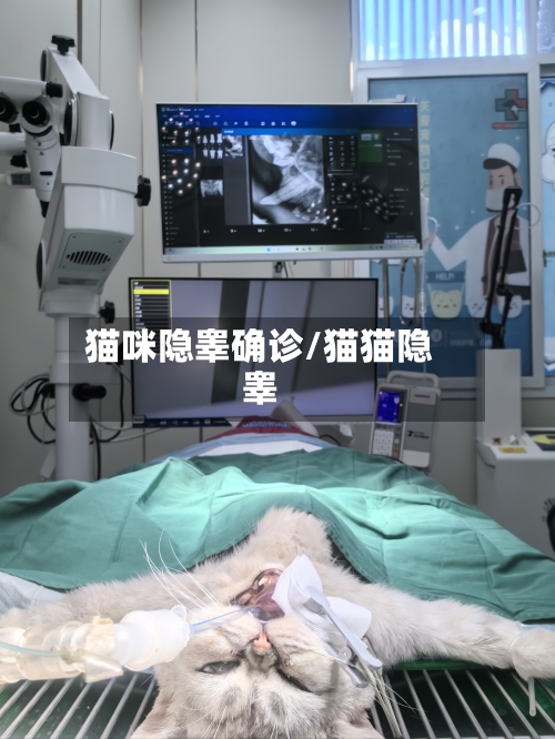 猫咪隐睾确诊/猫猫隐睾