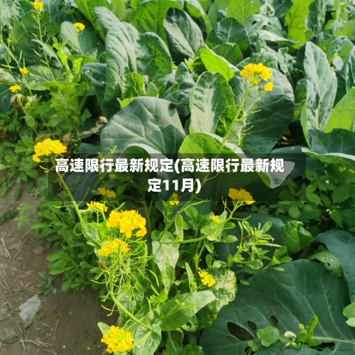 高速限行最新规定(高速限行最新规定11月)