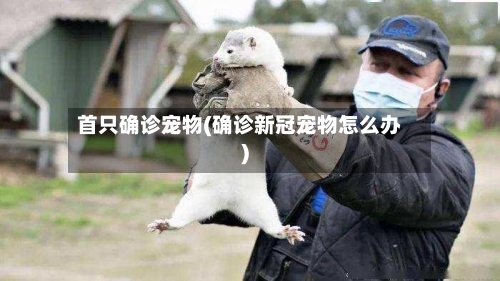首只确诊宠物(确诊新冠宠物怎么办)-第2张图片