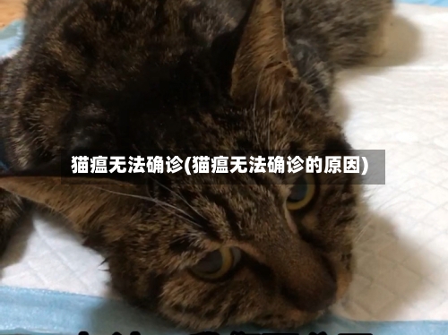 猫瘟无法确诊(猫瘟无法确诊的原因)-第2张图片