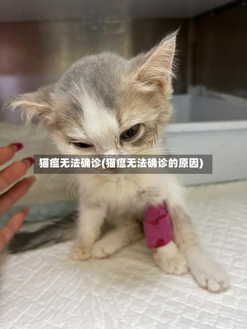 猫瘟无法确诊(猫瘟无法确诊的原因)-第3张图片