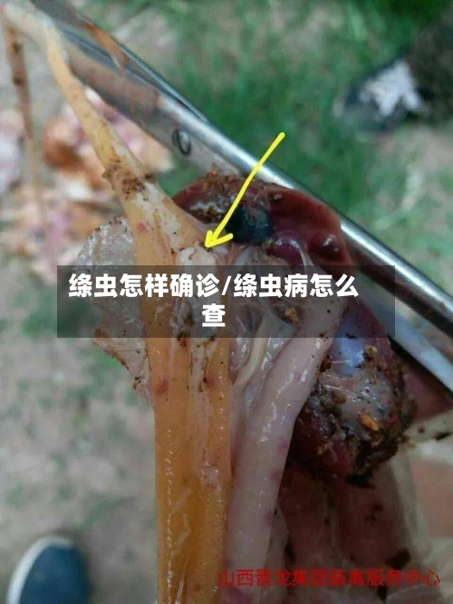 绦虫怎样确诊/绦虫病怎么查-第2张图片