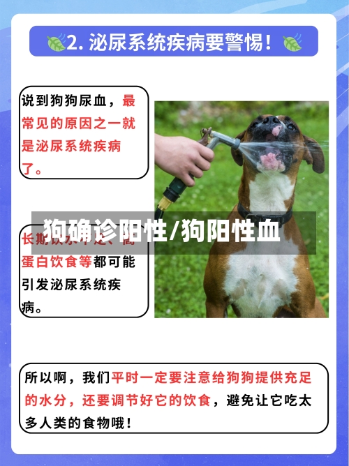 狗确诊阳性/狗阳性血-第3张图片