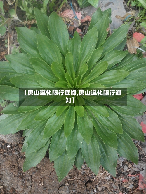 【唐山遵化限行查询,唐山遵化限行通知】-第3张图片