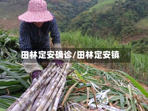 田林定安确诊/田林定安镇-第3张图片