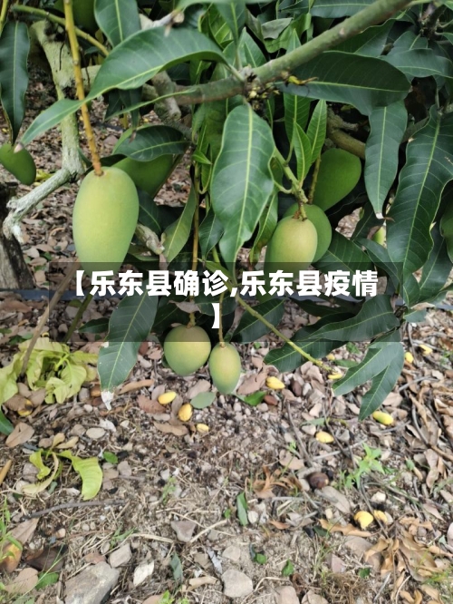 【乐东县确诊,乐东县疫情】-第3张图片