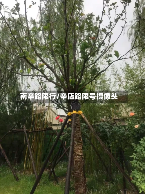南辛路限行/辛店路限号摄像头