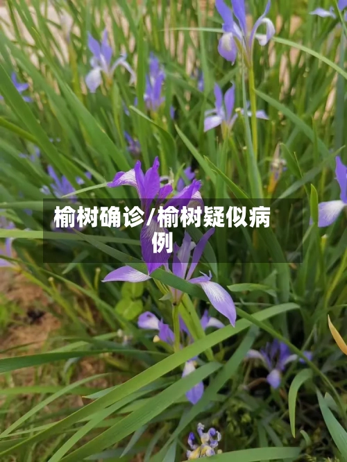 榆树确诊/榆树疑似病例