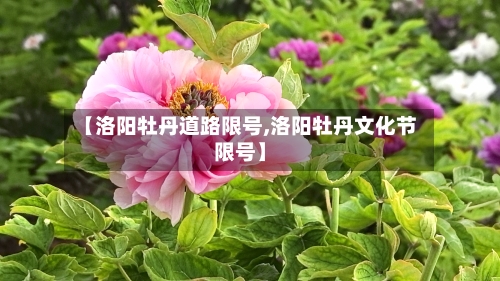 【洛阳牡丹道路限号,洛阳牡丹文化节限号】