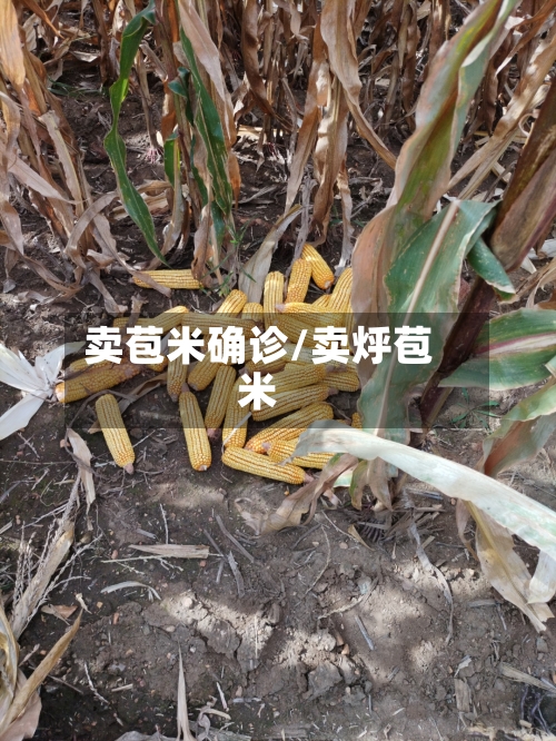 卖苞米确诊/卖烀苞米