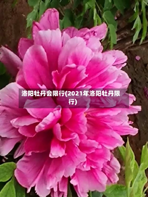 洛阳牡丹会限行(2021年洛阳牡丹限行)-第2张图片
