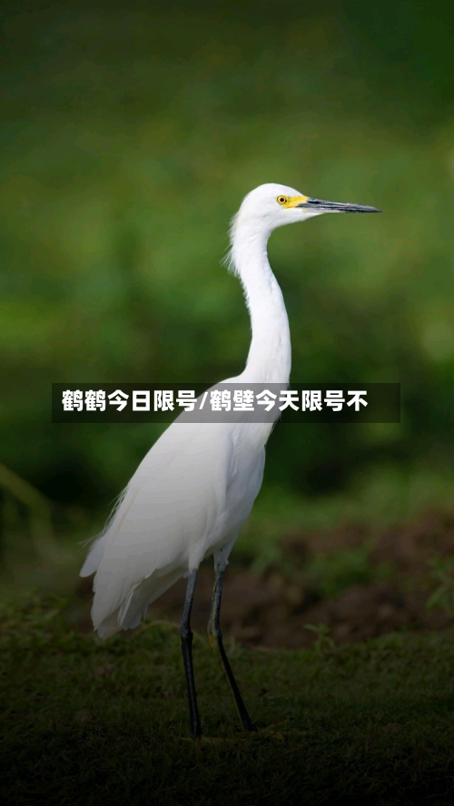 鹤鹤今日限号/鹤壁今天限号不