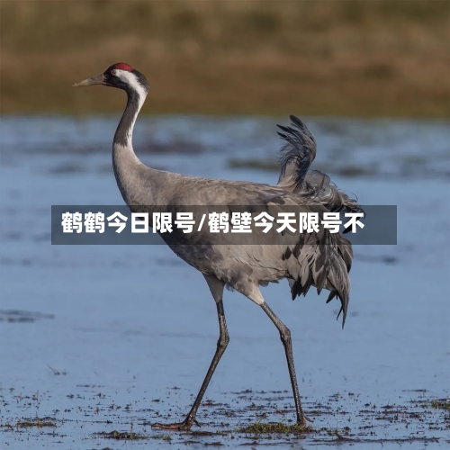 鹤鹤今日限号/鹤壁今天限号不-第2张图片