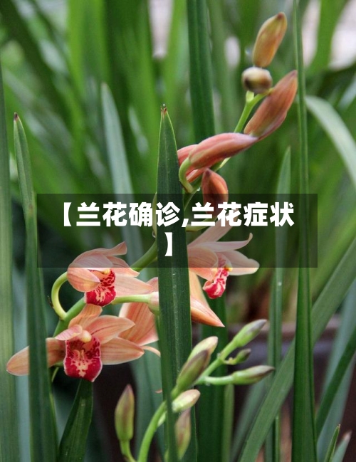 【兰花确诊,兰花症状】