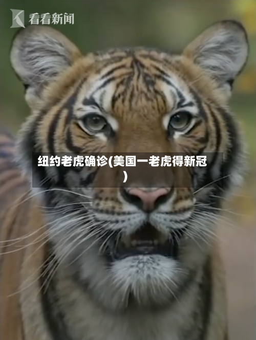 纽约老虎确诊(美国一老虎得新冠)-第2张图片
