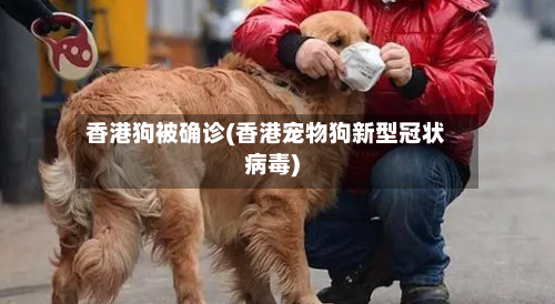 香港狗被确诊(香港宠物狗新型冠状病毒)