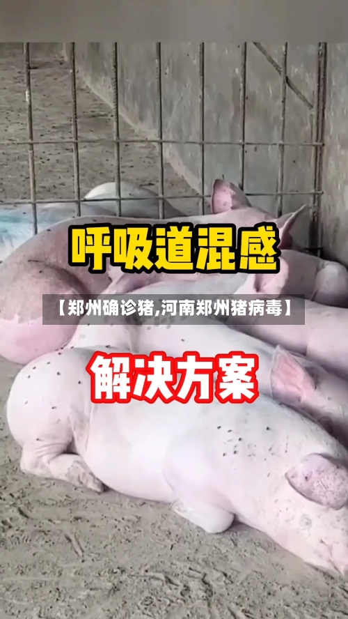 【郑州确诊猪,河南郑州猪病毒】
