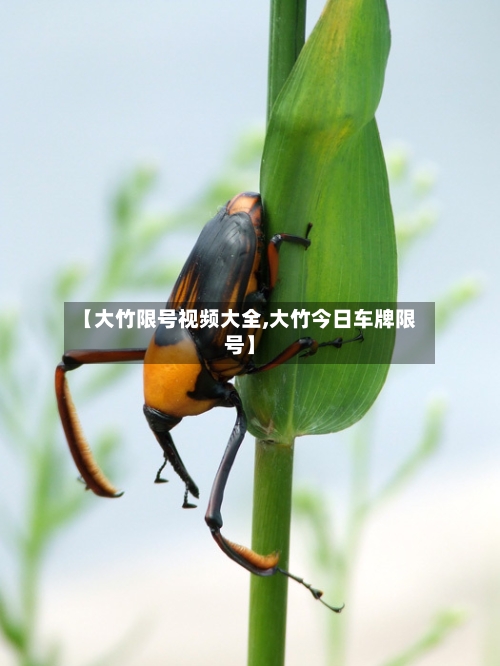 【大竹限号视频大全,大竹今日车牌限号】