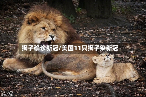 狮子确诊新冠/美国11只狮子染新冠